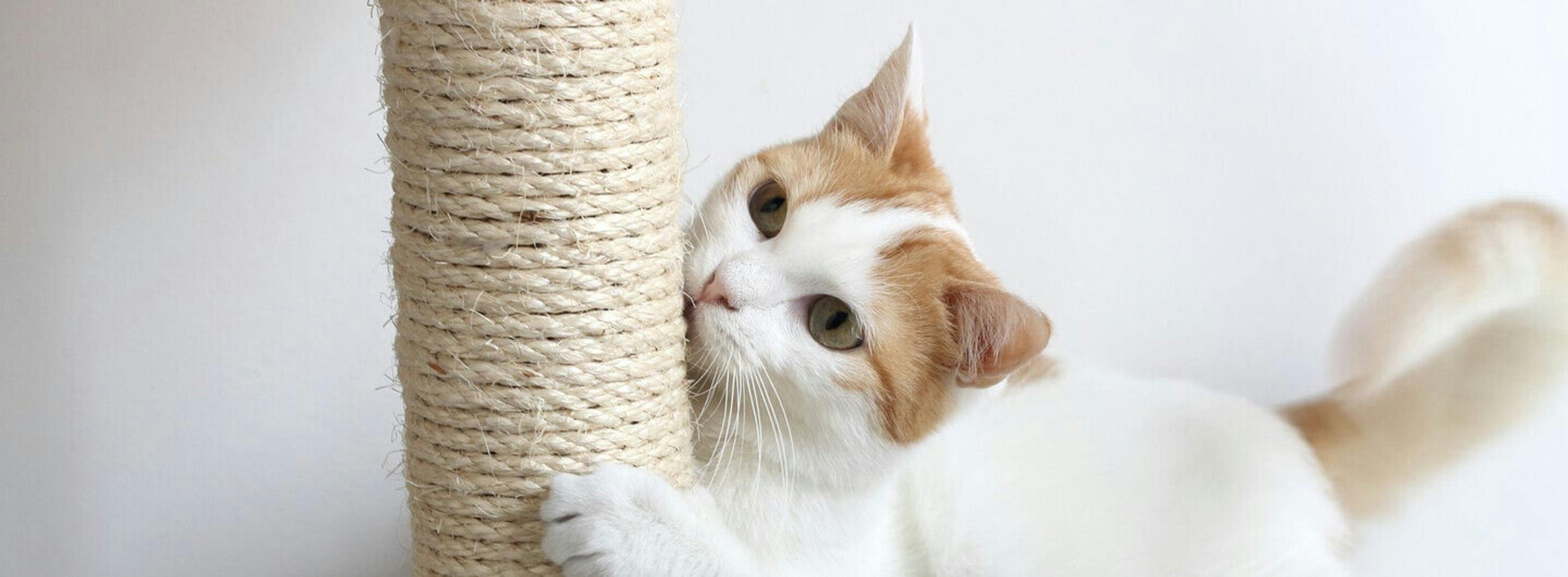 Os melhores arranhadores para gatos: como escolher o modelo certo e salvar os seus móveis!
