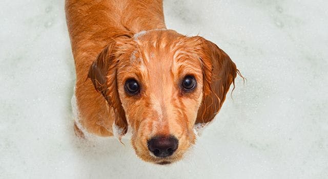 Banhócão: Banho e Tosquia do Cão