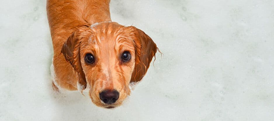 O bem-estar do seu cão em primeiro lugar!