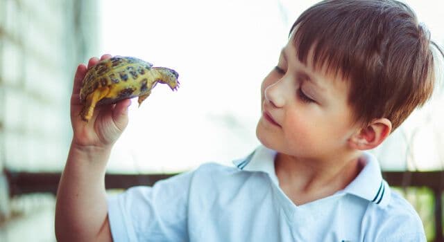Tudo para a saúde e bem-estar das suas tartarugas