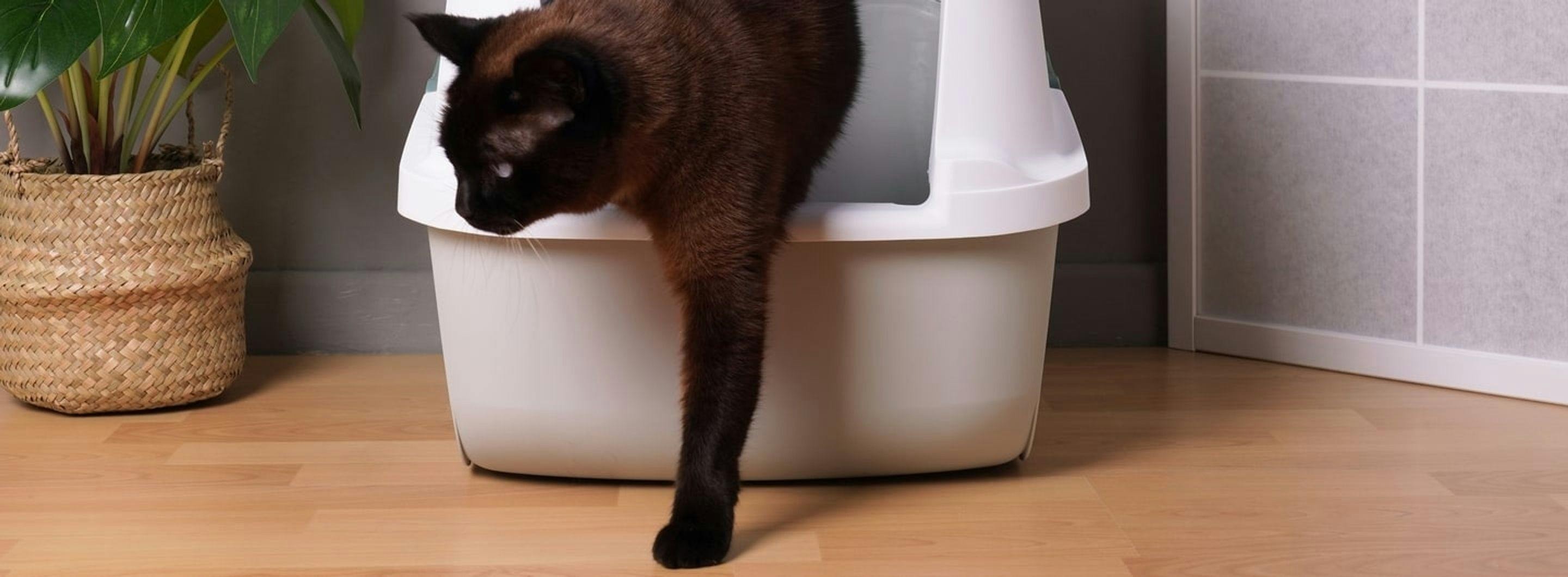 O que deve saber sobre a caixa de areia para gatos: dicas para uma boa compra e uso adequado