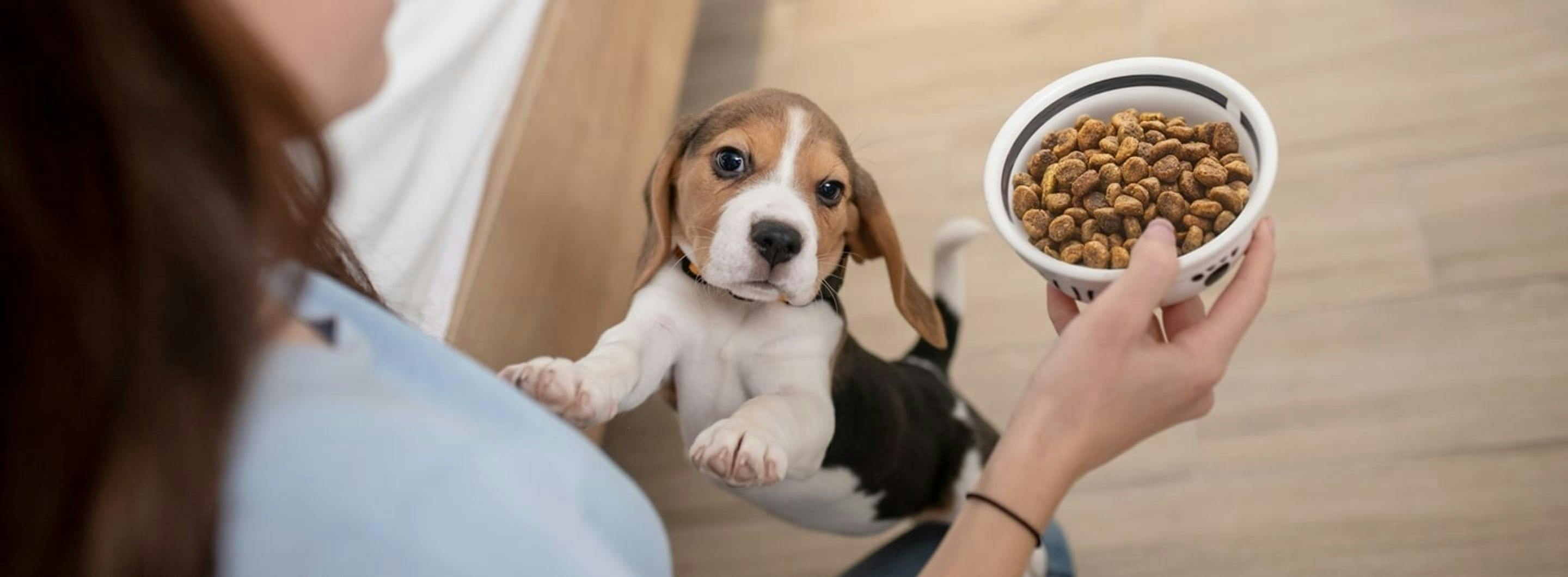 O que dizem os especialistas em nutrição animal sobre a escolha da ração para cachorro?