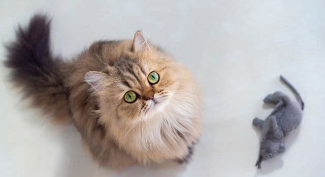 Para um gato saudável e feliz!