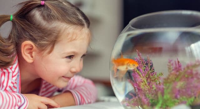 Para que o seus peixes tenham o melhor habitat