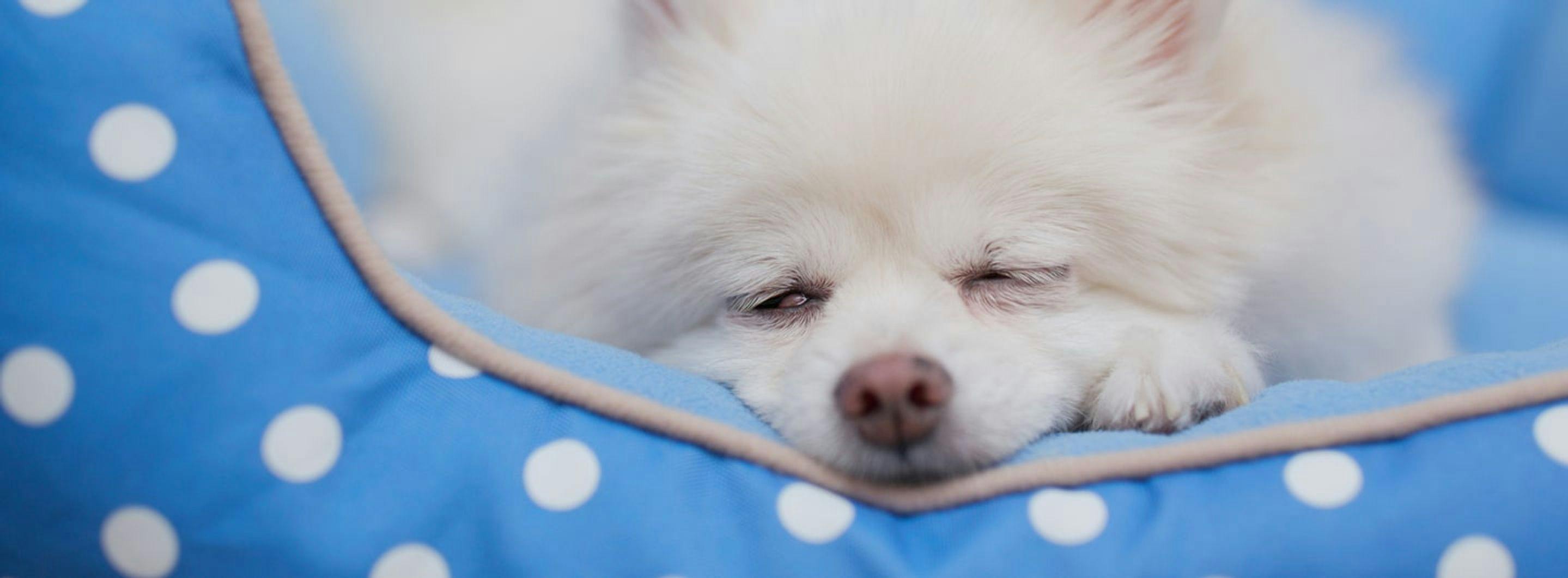 Conheça o TOP 10 das camas para cães e veja as dicas dos especialistas para uma escolha certa